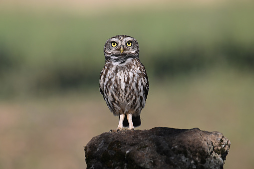 Littke owl looking