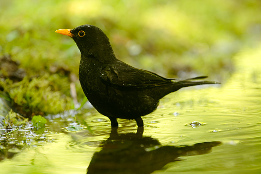 male blackbird in water
