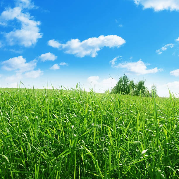 istock Field of green grass and blue sky with clouds. 149460519