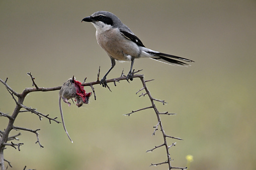 Great grey shrike with mouse
