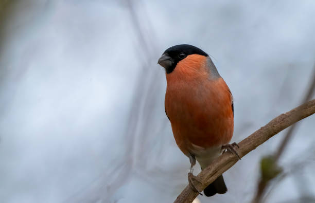 Male Bullfinch in a tree