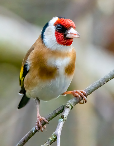 Goldfinch in a tree at Gosforth Park Nature Reserve. Extreme Close-ups.