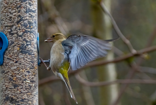 Chaffinch taking off from a birdfeeder at Gosforth Park Nature Reserve.