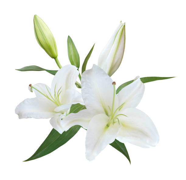 istock White Lily flower bouquet isolated on white background 1494606173