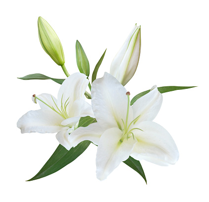 White Lily flower bouquet isolated on white background