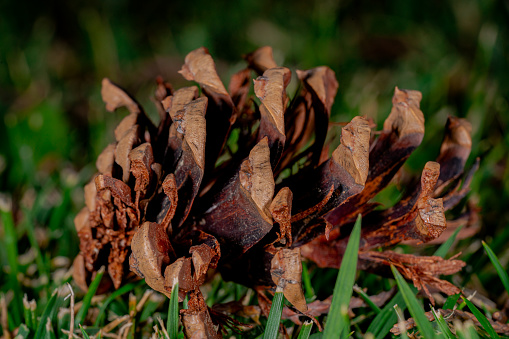 Detailed photo of pine cone