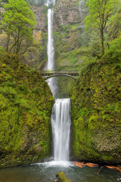 istock Multnomah Falls - Vertical - A vertical full view of roaring Multnomah Falls, with Multnomah Creek Bridge crossing at middle, on a stormy Spring day. Columbia River Gorge, Oregon, USA. 1494606402