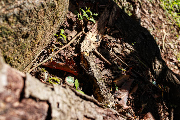 istock wooden logs and grass on the ground 1494607277