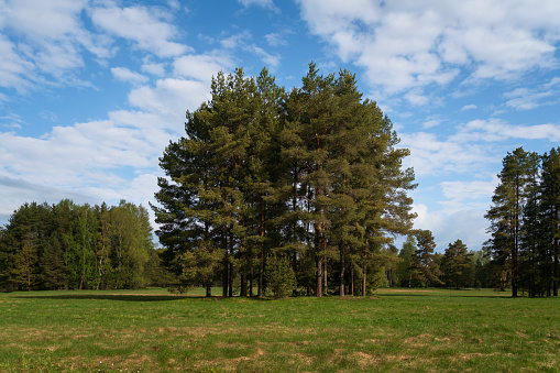 A group of pines in the middle of a meadow in Pavlovsky Park in the White Birch area on a sunny summer day, Pavlovsk, St. Petersburg, Russia