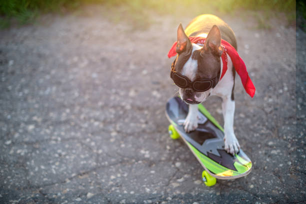 The Boston Terrier dog rides a long road, rides a skateboard very fast in sunglasses and a stylish red scarf around his neck on summer holidays in the summer at sunset. stock photo