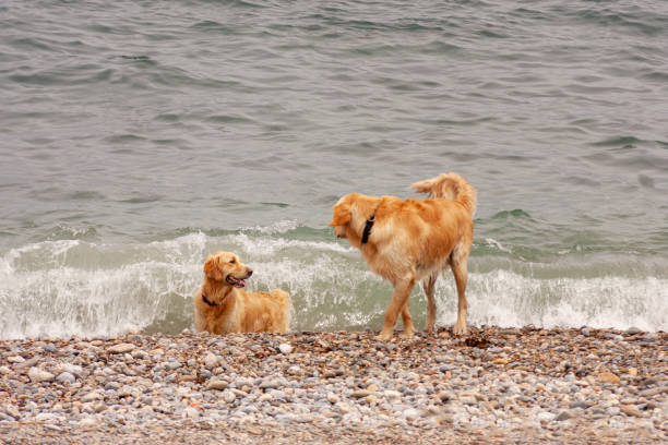 istock Two dogs on the sea shore 1494609919