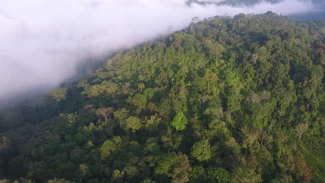 The Beauty of the Rainforest in the Morning - Stock Video