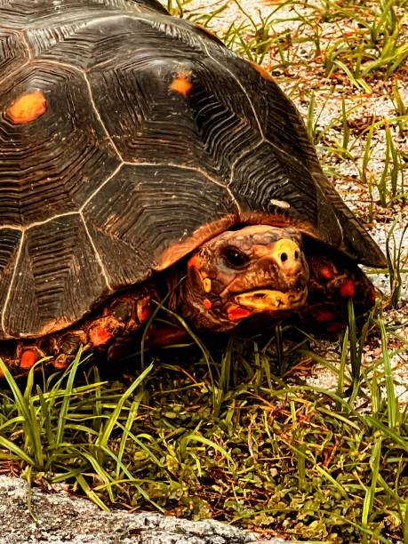 una tortuga terrestre avanza a través de un campo - palm island fotografías e imágenes de stock