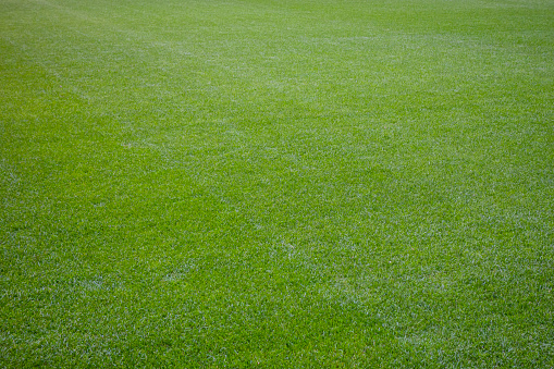 Green soccer grass field