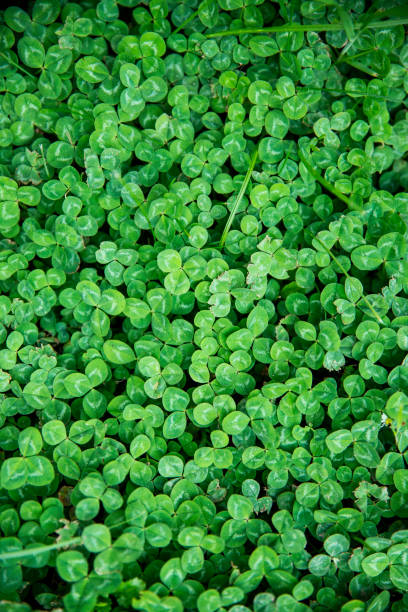 Green clover template background design Above flat lay background of a bunch of green clover meadow. Vertical image oxalis acetosella flowers stock pictures, royalty-free photos & images