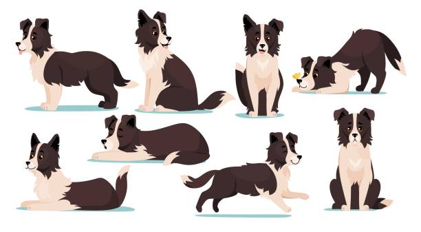 illustrazioni stock, clip art, cartoni animati e icone di tendenza di insieme di simpatiche icone di razza del cane border collie isolate su sfondo bianco - sheepdog