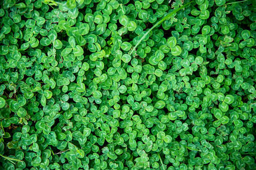 Above flat lay background of a bunch of green clover meadow