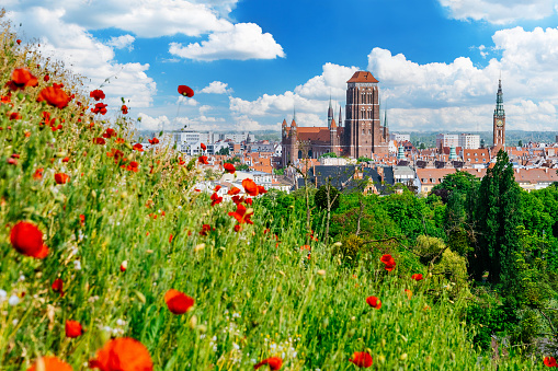 View from Góra Gradowa (Gradowa Hill) in Gdansk, showcasing the picturesque Old Town. The focal point of the composition is the magnificent Bazylika Mariacka (St. Mary's Basilica), an iconic architectural landmark. Adjacent to it, the Ratusz Głównego Miasta (Main Town Hall) stands prominently, adding to the city's cultural significance. In the foreground, a green meadow filled with blooming poppies creates a vibrant contrast against the blurred backdrop, created by a shallow depth of field. The surrounding area is adorned with numerous green trees, enhancing the natural beauty of the scene. The vibrant blue sky with scattered fluffy clouds completes the picturesque panorama, providing a captivating glimpse of Gdansk's historical buildings and urban landscape from the viewpoint of Góra Gradowa.