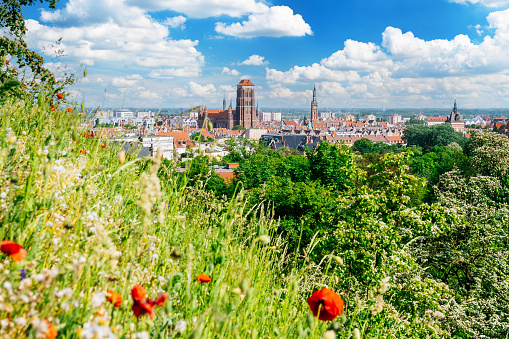 Scenic view from Góra Gradowa in Gdansk, showcasing the Old Town area. The foreground features a green meadow adorned with blooming poppies, creating a colorful and vibrant sight. In the distance, the Bazylika Mariacka (St. Mary's Basilica) and Ratusz Głównego Miasta (Main Town Hall) can be seen, adding architectural interest to the composition. The sky above is clear with fluffy clouds, providing a pleasant backdrop to the cityscape. The photograph offers a serene and picturesque perspective of Gdansk's Old Town from the elevated viewpoint of Góra Gradowa.