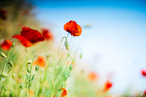 A serene and captivating scene, showcasing a lush green meadow adorned with vibrant red poppies. Against the backdrop of a clear blue sky, the poppies stand tall, their vivid hues creating a striking contrast. The shallow depth of field draws attention to the delicate details of each poppy, while the expansive blue sky adds a sense of openness and tranquility to the overall composition. It's a delightful glimpse of nature's beauty, capturing the essence of a peaceful day in the countryside.