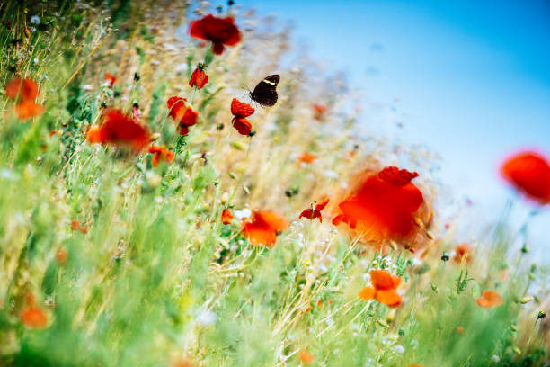 Red poppies in a green meadow. Among the poppies, a black butterfly can be seen resting on one of the flowers. The butterfly adds a subtle detail to the composition without overpowering the main focus, which is the vibrant poppies. The clear blue sky serves as the backdrop, providing a contrast to the colorful flowers.