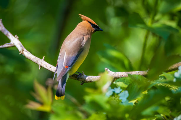 a Cedar Waxwing isolated from his gang