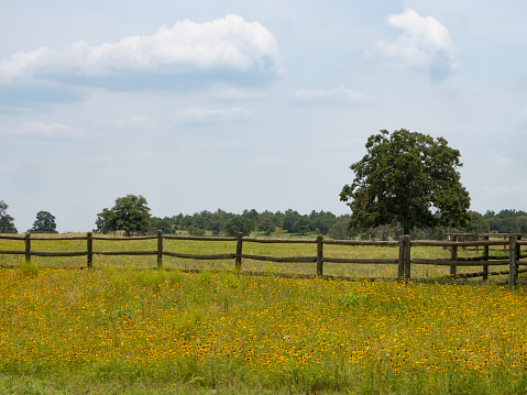 Field of gold and rust coneflowers or echinacea with rail fence and trees in the background. Photographed in rural Texas.