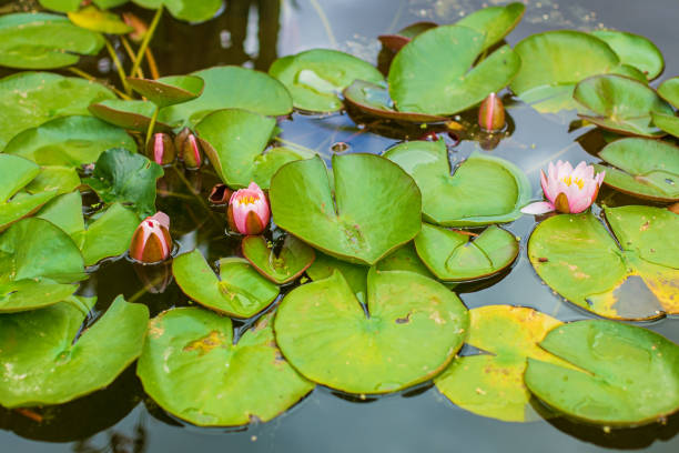 istock Marliac Hybrid Waterlily (Nymphaea × marliacea) flowering 1494616722