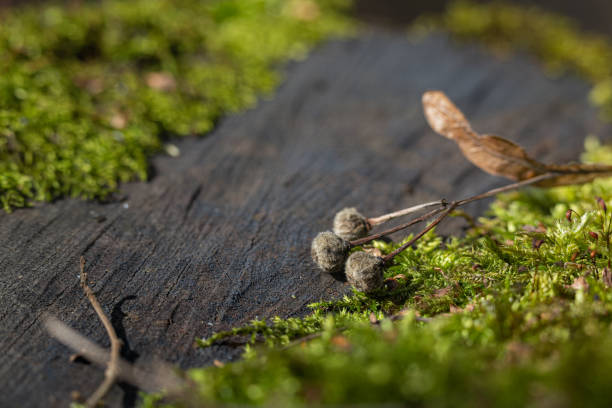 Dried Common linden (Tilia x europaea) fruits on a stump