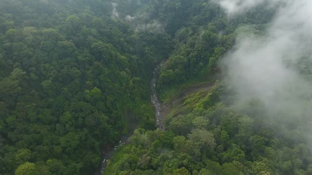 The Beauty of the Rainforest in the Morning - Stock Video