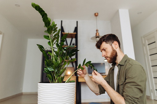 A candid shot capturing the moment when the man examines the leaves of the houseplant, showcasing his concentration and appreciation for the plant's beauty. The composition conveys a sense of connection with nature and the joy of caring for living organisms, highlighting the man's commitment to ensuring the well-being of the plant.