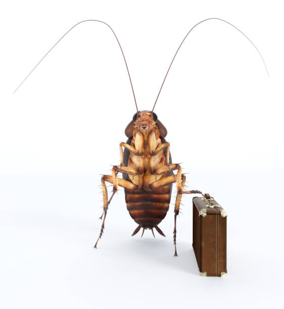 istock Cockroach moving in/out with a suitcase on white background 1494617728