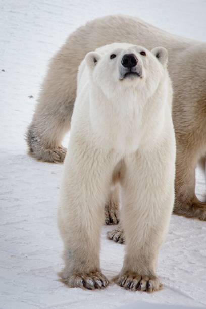 istock Closeup of Arctic polar bears standing on snow 1494618178