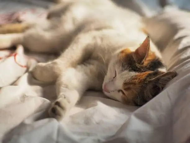 A domestic cat lying comfortably on a white bedspread