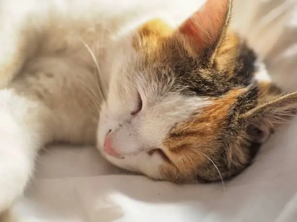 A domestic cat lying comfortably on a white bedspread