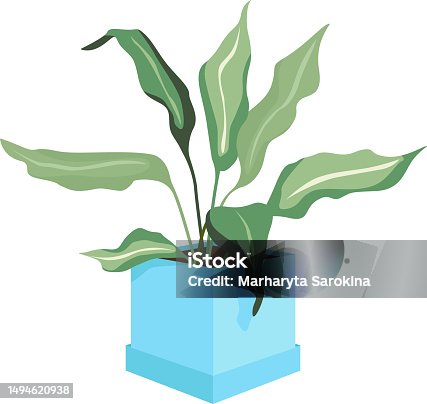 istock plant with long leaves in a blue pot 1494620938