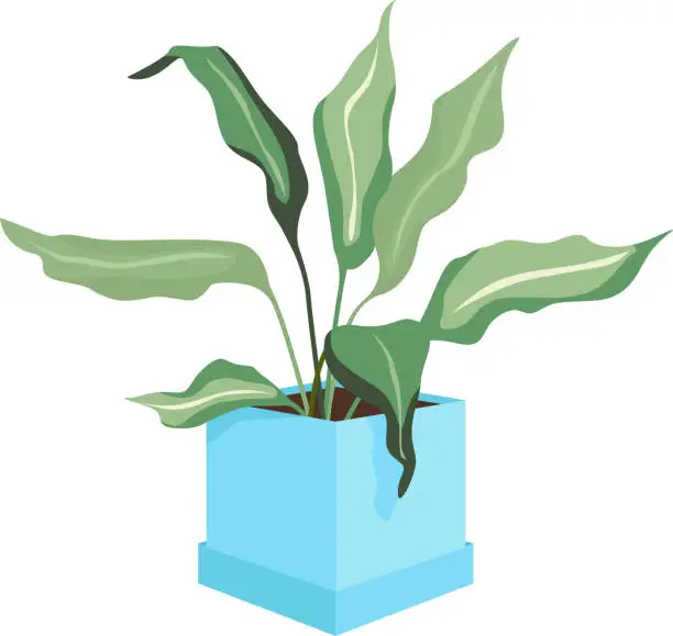 Vector illustration of plant with long leaves in a blue pot