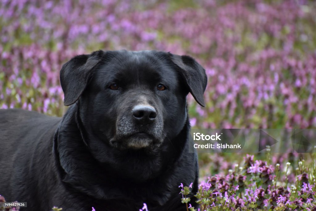 A Dog in the Flowers An old black dog laying in a field of purple flowers. Animal Stock Photo