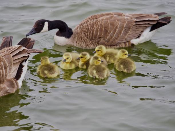 Goose with Goslings stock photo