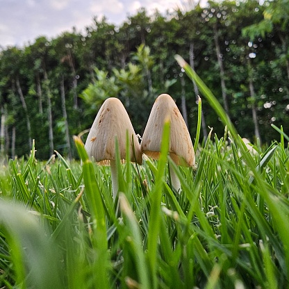 A closeup image of two white mushrooms growing in a lush green grassy field