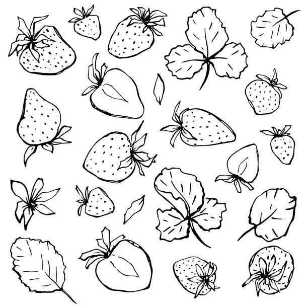 Strawberry outline clip art in vector Vector set of strawberries with leaves in sketch style graphics on a white background in black color chandler strawberry stock illustrations