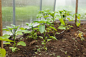 Pepper seedlings growing in a greenhouse. Vegetable garden
