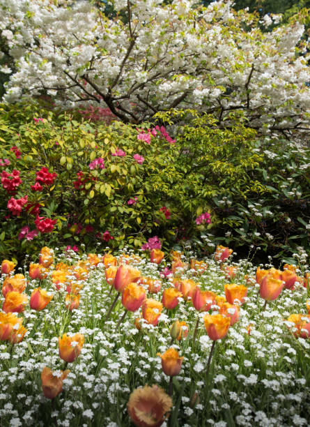 fioriture primaverili nei giardini formali di buchart - buchart gardens foto e immagini stock