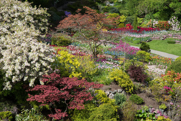 buchart gardens vancouver island fantastyczna wiosna - buchart gardens zdjęcia i obrazy z banku zdjęć