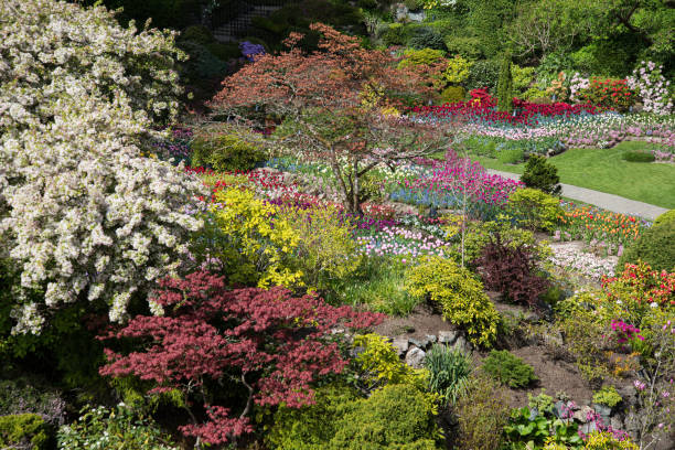 buchart gardens vancouver island fantastic springtime - buchart gardens imagens e fotografias de stock