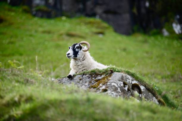 istock a sheep laying in grass and leaning forward on a rock 1494624477