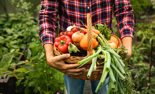 Korb mit Gemüse, Karotten, Zwiebeln, Rettich, Auberginen, Knoblauch, Paprika in den Händen eines Bauern im Garten. – Foto