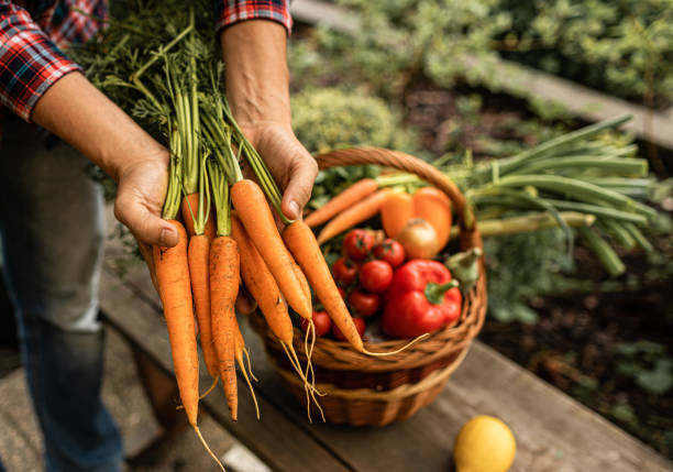 Agricultor segurando cenouras e legumes frescos colhem da horta. - foto de acervo