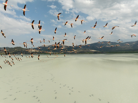 Aerial view of flamingos flying on lake. Taken via drone. Yarisli Lake in Burdur, Turkey.