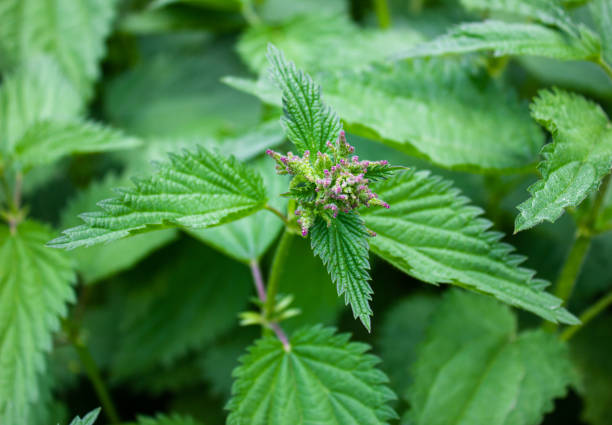 istock Natural nettle leaves. Nettle bushes. Nettle wild plant. 1494628418